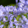 Гіацинтоідес Blauw 7/8