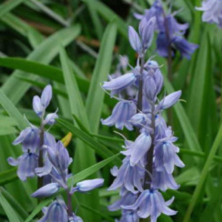 Гіацинтоідес Blauw 7/8