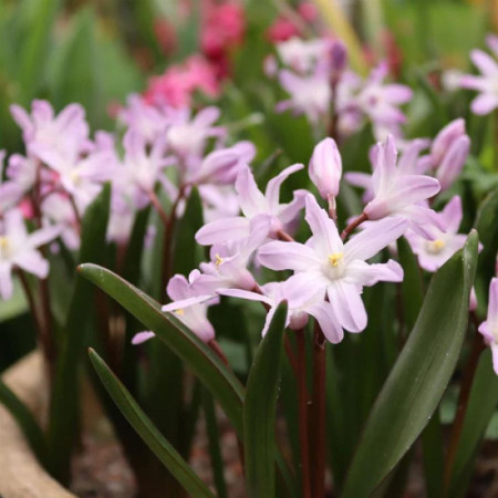 Хионодокса Rosea 5+