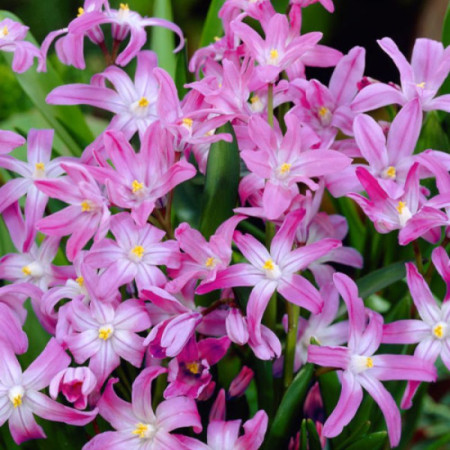 Хионодокса Rosea 5+