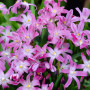 Хионодокса Rosea 5+