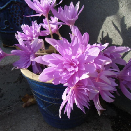 Колхикум Pleniflorum 13+