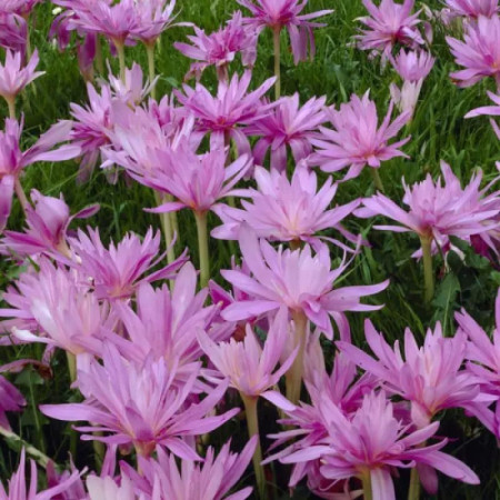 Колхикум Pleniflorum 13+