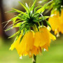Фритилария Lutea 18/20