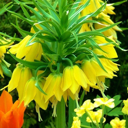 Фритилария Lutea 18/20