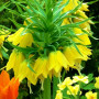 Фритилария Lutea 18/20