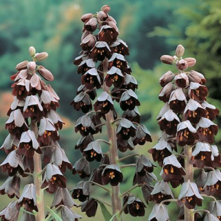 Фритилария Persica 18/20