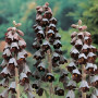 Фритилария Persica 18/20