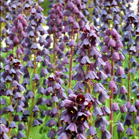 Фритилария Persica 18/20