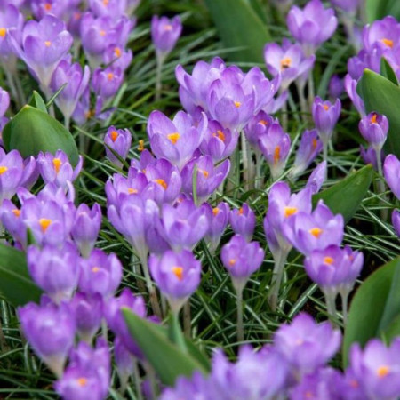 Крокус ботанический Barr's Purple 5+