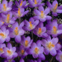 Крокус ботанический Barr's Purple 5+