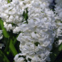 Гіацинт махровий Snow Crystal 14/15