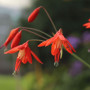 Бессера elegans