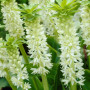 Эукомис autumnalis 14/16