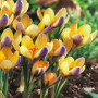 Крокус ботанический Advance 5/7