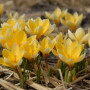 Крокус ботанічний Romance 5/7