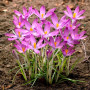 Крокус ботанический Roseus 5/7