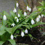 Подснежник (Галантус) Woronowii 7+