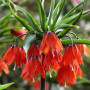 Фритилария Red Beauty 20+