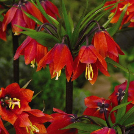Фритилария Red Beauty 20+