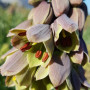 Фритилария Persica Green Dreams 20/24