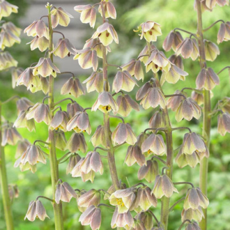 Фритилария Persica Green Dreams 20/24