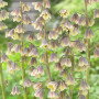 Фритилария Persica Green Dreams 20/24