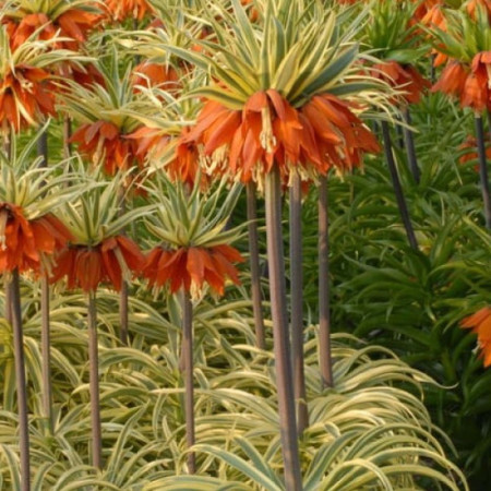 Фритилария Argenteovariegata 20+