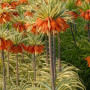 Фритилария Argenteovariegata 20+