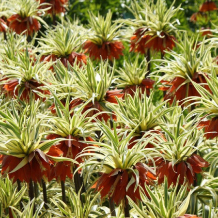 Фритилария Argenteovariegata 20+