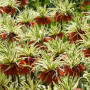 Фритилария Argenteovariegata 20+
