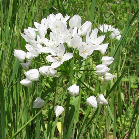 Аллиум декоративный Neapolitanum 5/+
