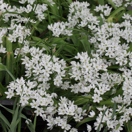 Аллиум декоративный Neapolitanum 5/+