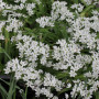 Аллиум декоративный Neapolitanum 5/+