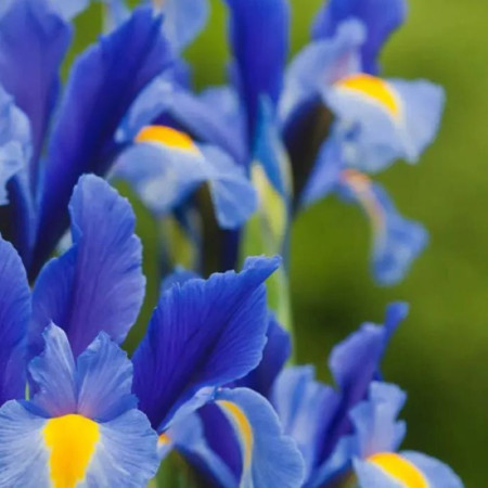 Ирис Голландский Blue Magic 10+