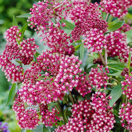 Ваточник (Asclepias) incarnata Soulmate