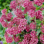 Ваточник (Asclepias) incarnata Soulmate