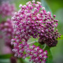Ваточник (Asclepias) incarnata Soulmate