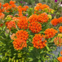Ваточник (Asclepias) tuberosa