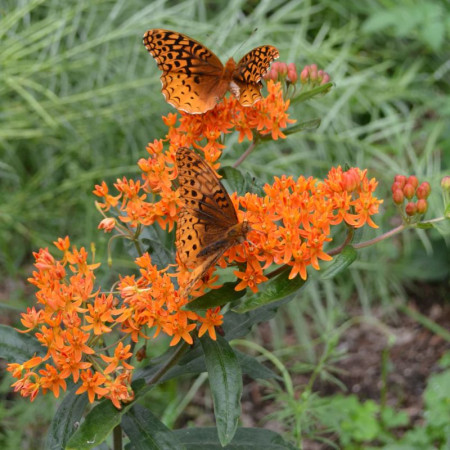 Ваточник (Asclepias) tuberosa