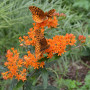 Ваточник (Asclepias) tuberosa