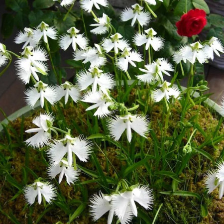 Поводник (Habenaria) Aoba