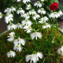 Поводник (Habenaria) Aoba