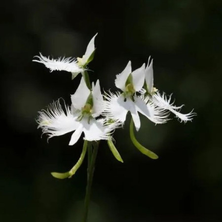 Поводник (Habenaria) Aoba