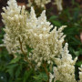 Астильба Whiteberry 2/3