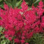 Астильба Lowlands Red 2/3