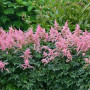 Астильба Bressingham Beauty 2/3