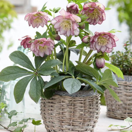 Морозник (Helleborus) Double Ellen Picotee