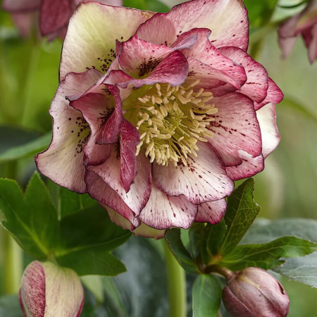 Морозник (Helleborus) Double Ellen Picotee