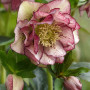 Морозник (Helleborus) Double Ellen Picotee